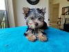 Amazing Yorkies! Pups-rd_girl-12.jpg