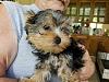 Amazing Yorkies! Pups-rd_boy-2.12.jpg