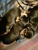 Amazing Yorkies! Pups-tr_litter-3w.jpg