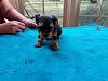 Amazing Yorkies! Pups-tr_girl.jpg