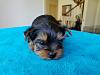 Amazing Yorkies! Pups-tr_boy-1.jpg