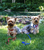 Amazing Yorkies! Pups-screen-shot-2016-06-04-12.32.30-pm-2.png