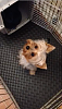 Amazing Yorkies! Pups-screen-shot-2016-06-04-12.29.06-pm-2.png