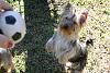 Amazing Yorkies! Pups-img_5324b.jpg