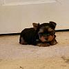 Amazing Yorkies! Pups-img_2089-1.jpg