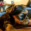 Amazing Yorkies! Pups-img_2092-1.jpg