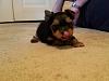 Amazing Yorkies! Pups-imagejpeg_0-13.jpg