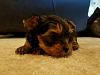 Amazing Yorkies! Pups-imagejpeg_1-9.jpg