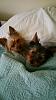 Zeus and Percy - Brotherly Love-17321-mms-1465480515338-attachment1-2016060995084904-resize.jpg