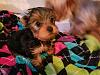 Amazing Yorkies! Pups-whimsy_8-1-2_front.jpg