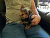 Amazing Yorkies! Pups-imagejpeg_0.jpg