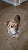Meet Stuart! He's a Chorkie.-qas7heu.jpg