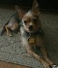 Meet Stuart! He's a Chorkie.-zcamera-20160801_024042.jpg