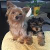New to Yorkie Talk-dubby-dottie-july1.jpg