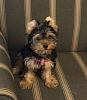 New to Yorkie Talk-dubby4mo.jpg