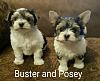 Buster and Posey are Here!!!!-edited_1470626539259.jpg
