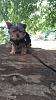 Addies 1st walk-20160814_093844-480x853.jpg