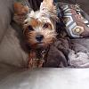 Heisenberg the Yorkie-heisy1.jpg