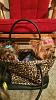 Lexi in her purse-lexi-puppy20161111_204646.jpg