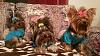 Our Yorkie Family-myyorkies20161111_210021.jpg