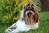 dogs of Divine de Clan Ta kennel-111.jpg