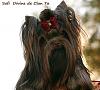 dogs of Divine de Clan Ta kennel-12189805_522084327972959_5271045983336949549_n.jpg