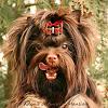 dogs of Divine de Clan Ta kennel-adonisfather.jpg