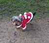 Wookie Out With Her Pack!-santa-suit.jpg