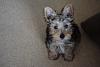 Chewie approaching 10 months old!-dsc_0354-2-.jpg