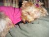 February 26th is Yorkie Daddy Day! (YDD)-punkin_dave_2.jpg