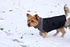 Jackson enjoying the little bit of snow this year-img_8754-1-.jpg