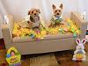 Easter pictures!-dsc_1692.jpg