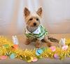 Easter pictures!-dsc_1723.jpg