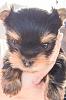 Soon to be new Yorkie owner to Piper-piper-6-weeks-old_edited.jpg