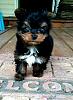 8 week 1.3 pound yorkie male full?-yorkie-male.jpg