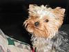 ***Show Us Your Favorite Yorkie Pics***-1355612593351.jpg