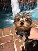 ***Show Us Your Favorite Yorkie Pics***-img_2066.jpg
