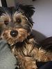 New Yorkie Louie!!-img_5735.jpg