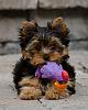 Meet Baby Yorkie Ginger-ginger_5405_web.jpg