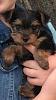 New Yorkie mama! Here's Biscuit.-biscuit7wks.jpg