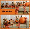 Fall Callie, Joey and Penny-babies2.jpg