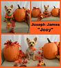 Fall Callie, Joey and Penny-joey2.jpg