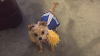 My little cheerleader-img_1028.png