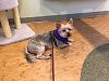 Is my Toby silky terrier?-jacksonhealingpaws.jpg