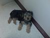 Is my Toby silky terrier?-img00820.jpg