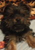Meet Millie Mae-img_3649.jpg-1-.gif