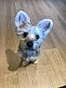 Purebred yorkie puppy?-aec68cf5-d8b6-4709-9da4-fa8b0e187153.jpeg