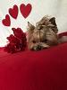 Getting ready for Valentine's Day-img_0557.jpg