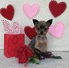 Getting ready for Valentine's Day-maddie.jpg