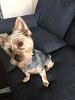 Yorkie or Silky? Thoughts?-image1.jpeg